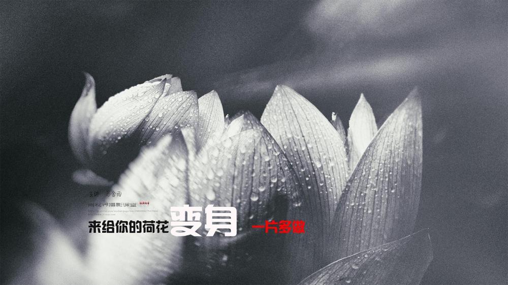 来给你的荷花变变身   一片多做